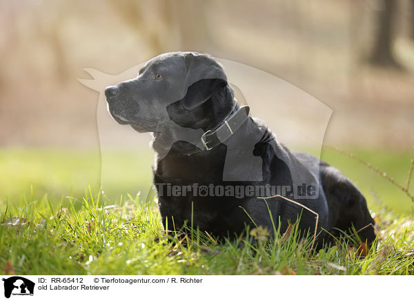 alter Labrador Retriever / old Labrador Retriever / RR-65412