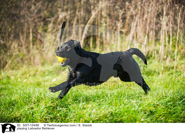 spielender Labrador Retriever / playing Labrador Retriever / SST-15496