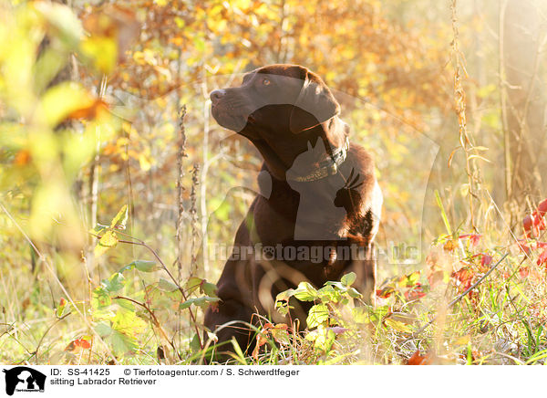 sitzender Labrador Retriever / sitting Labrador Retriever / SS-41425