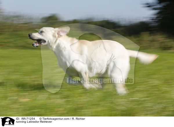 rennender Labrador Retriever / running Labrador Retriever / RR-71254