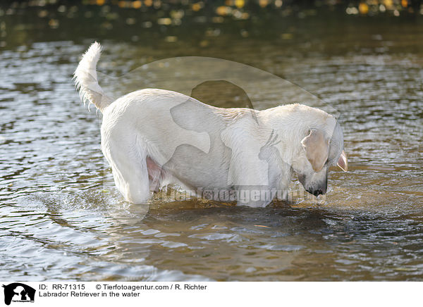 Labrador Retriever im Wasser / Labrador Retriever in the water / RR-71315