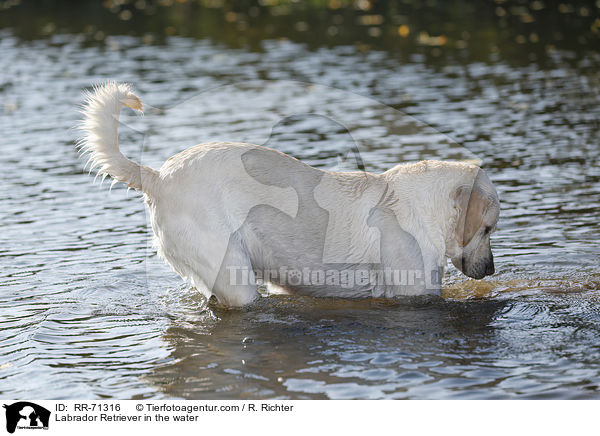 Labrador Retriever im Wasser / Labrador Retriever in the water / RR-71316