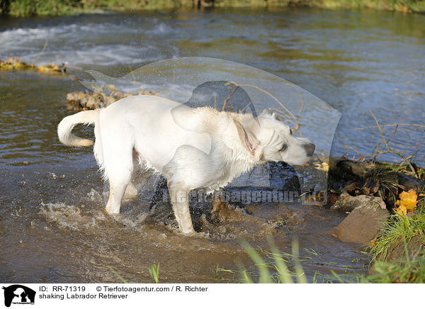 Labrador Retriever schttelt sich / shaking Labrador Retriever / RR-71319
