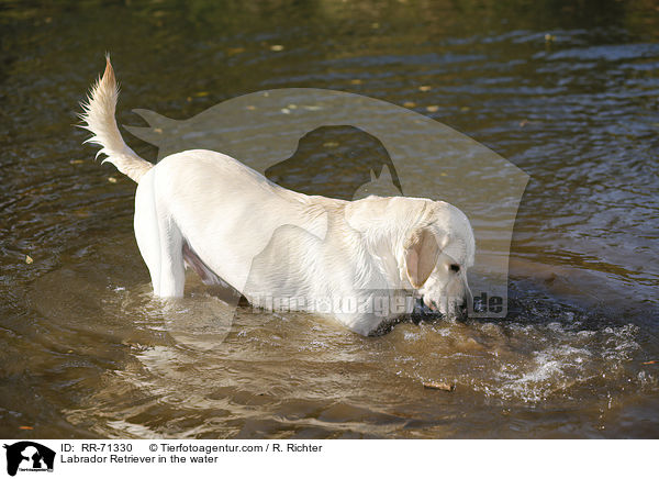 Labrador Retriever im Wasser / Labrador Retriever in the water / RR-71330