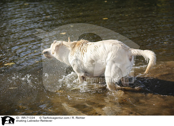 Labrador Retriever schttelt sich / shaking Labrador Retriever / RR-71334