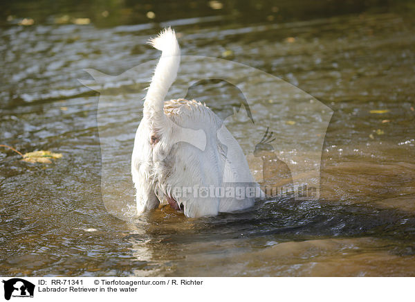 Labrador Retriever im Wasser / Labrador Retriever in the water / RR-71341