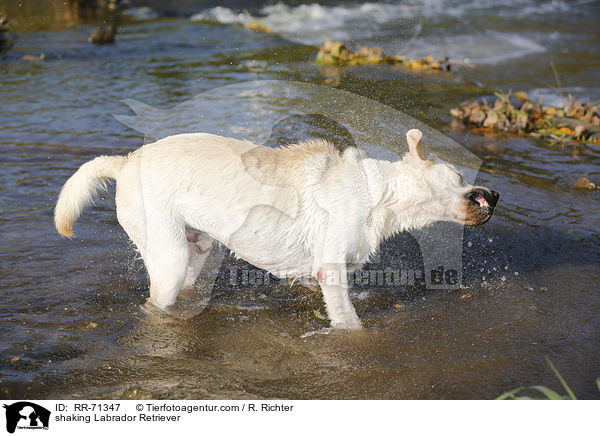 Labrador Retriever schttelt sich / shaking Labrador Retriever / RR-71347