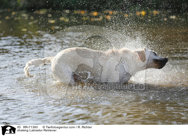 Labrador Retriever schttelt sich / shaking Labrador Retriever / RR-71360