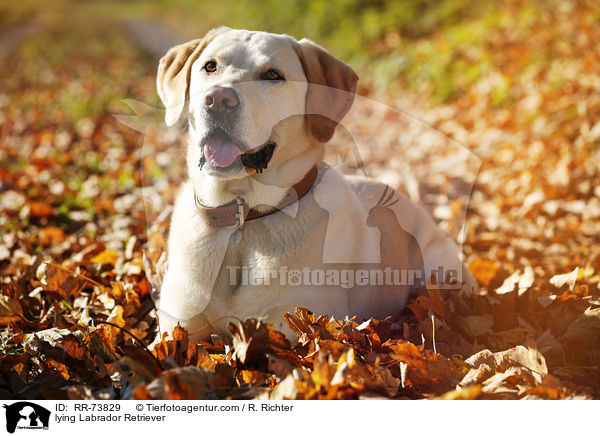 liegender Labrador Retriever / lying Labrador Retriever / RR-73829