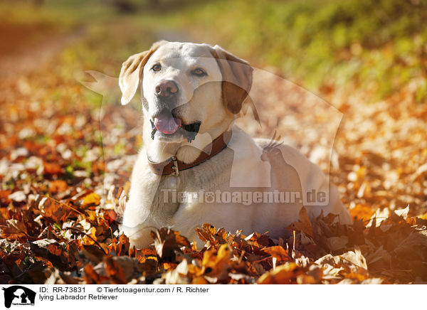 liegender Labrador Retriever / lying Labrador Retriever / RR-73831