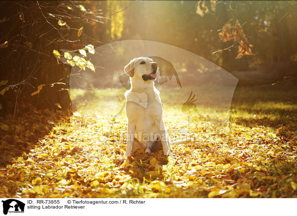 sitzender Labrador Retriever / sitting Labrador Retriever / RR-73855