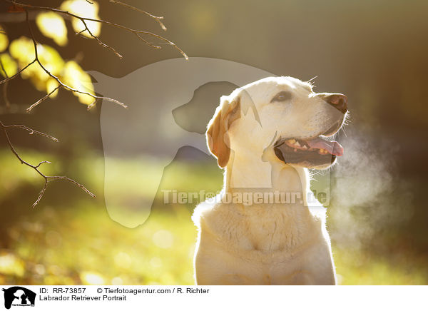 Labrador Retriever Portrait / Labrador Retriever Portrait / RR-73857