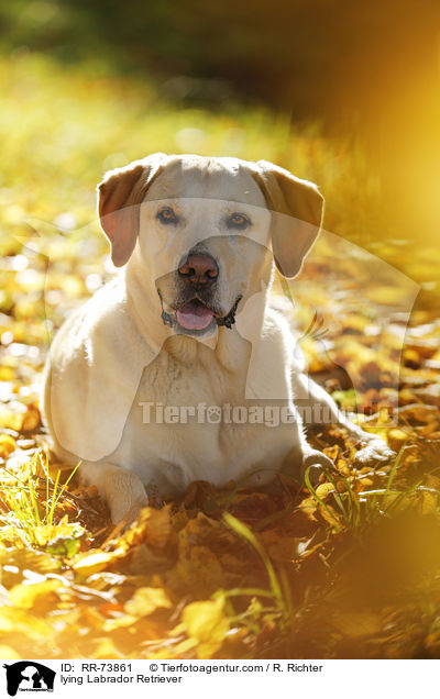 liegender Labrador Retriever / lying Labrador Retriever / RR-73861