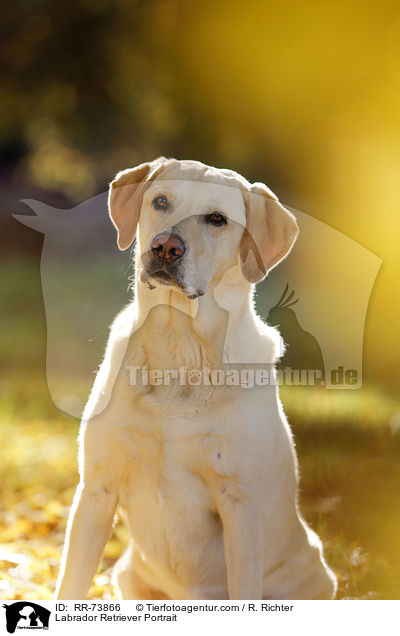 Labrador Retriever Portrait / Labrador Retriever Portrait / RR-73866