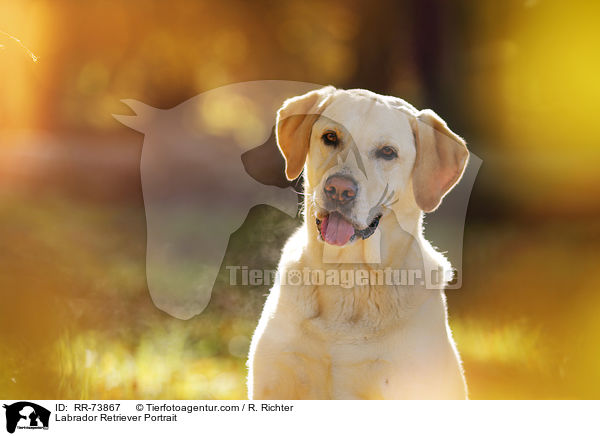 Labrador Retriever Portrait / Labrador Retriever Portrait / RR-73867