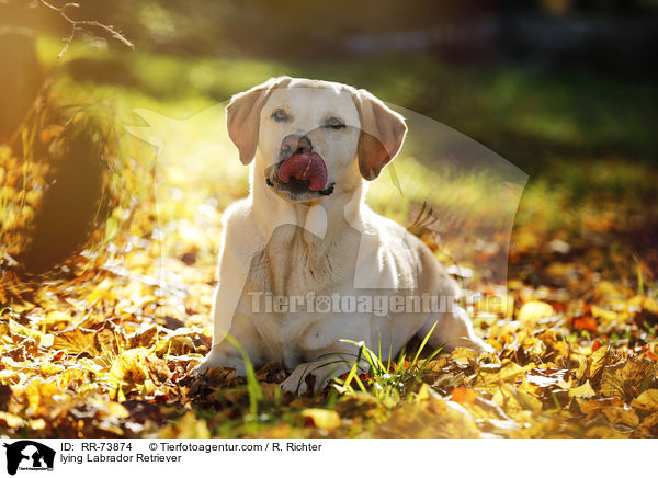 liegender Labrador Retriever / lying Labrador Retriever / RR-73874