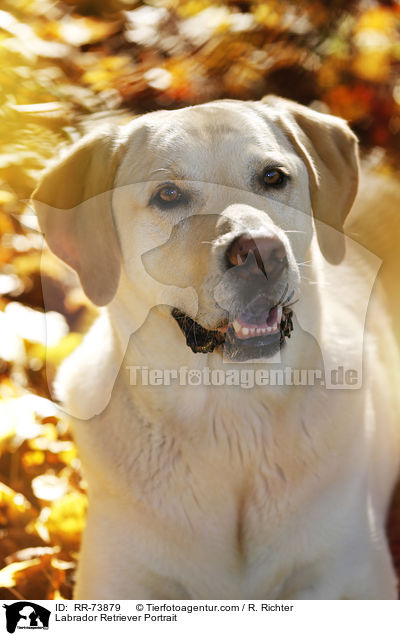 Labrador Retriever Portrait / Labrador Retriever Portrait / RR-73879