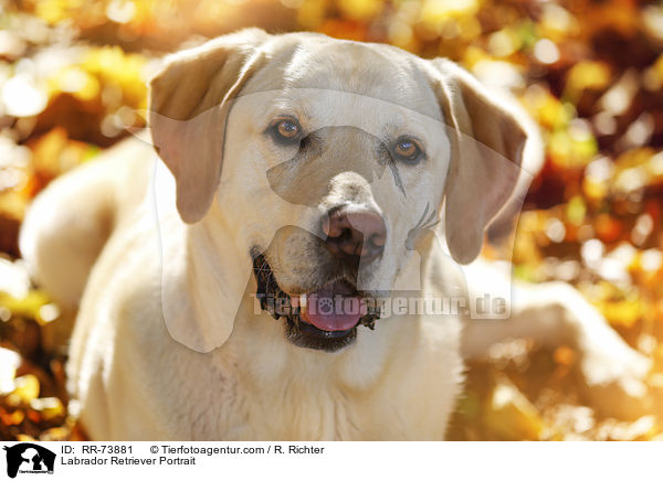 Labrador Retriever Portrait / Labrador Retriever Portrait / RR-73881