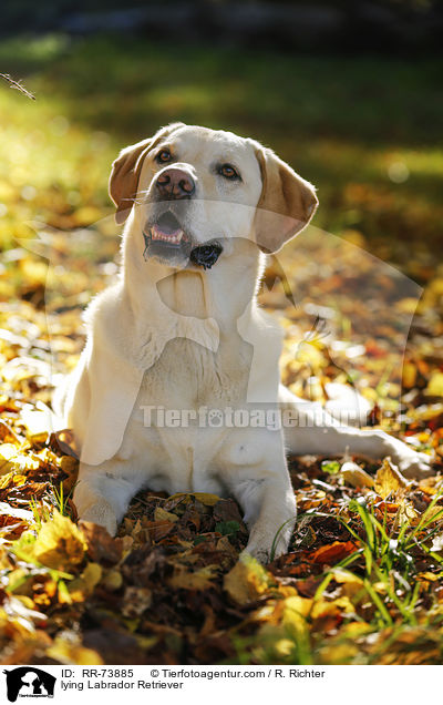 liegender Labrador Retriever / lying Labrador Retriever / RR-73885