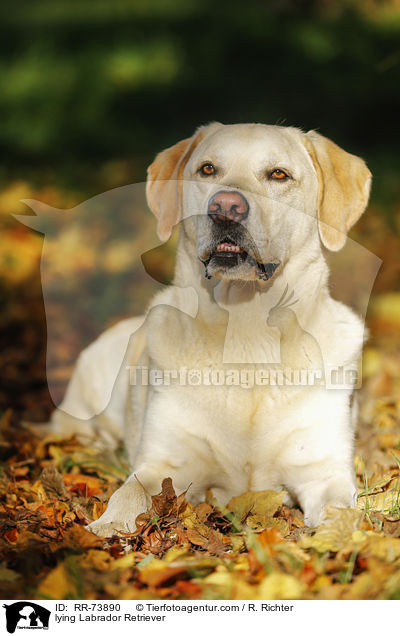 liegender Labrador Retriever / lying Labrador Retriever / RR-73890