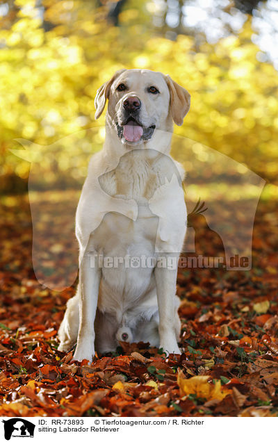 sitzender Labrador Retriever / sitting Labrador Retriever / RR-73893