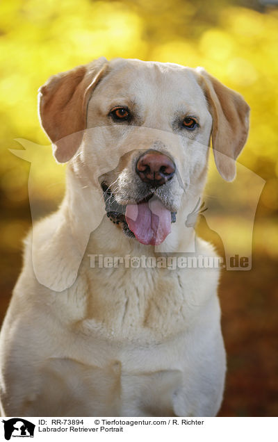 Labrador Retriever Portrait / Labrador Retriever Portrait / RR-73894