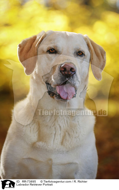 Labrador Retriever Portrait / Labrador Retriever Portrait / RR-73895