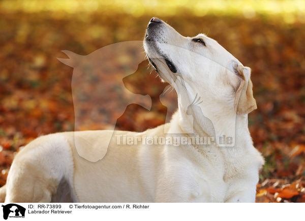 Labrador Retriever / Labrador Retriever / RR-73899