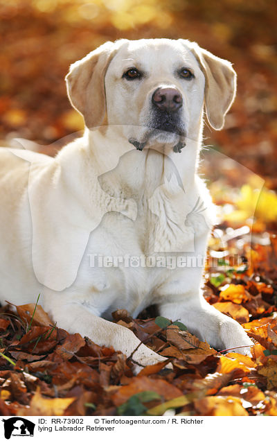 liegender Labrador Retriever / lying Labrador Retriever / RR-73902