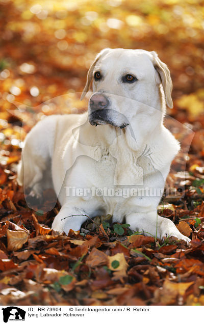 liegender Labrador Retriever / lying Labrador Retriever / RR-73904