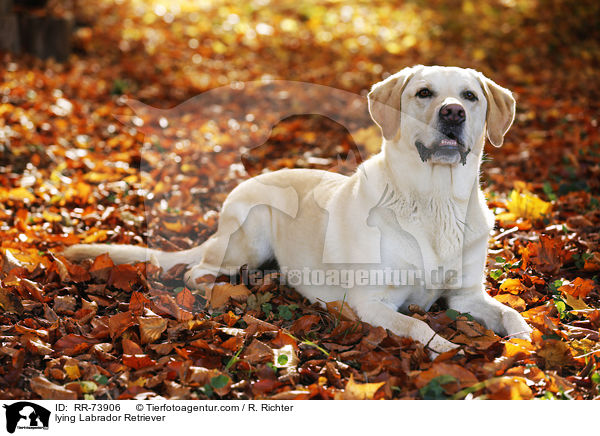 liegender Labrador Retriever / lying Labrador Retriever / RR-73906