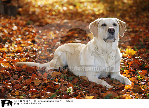 liegender Labrador Retriever / lying Labrador Retriever / RR-73907