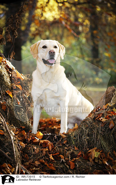 Labrador Retriever / Labrador Retriever / RR-73915