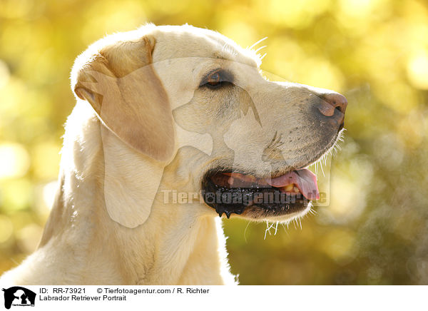 Labrador Retriever Portrait / Labrador Retriever Portrait / RR-73921