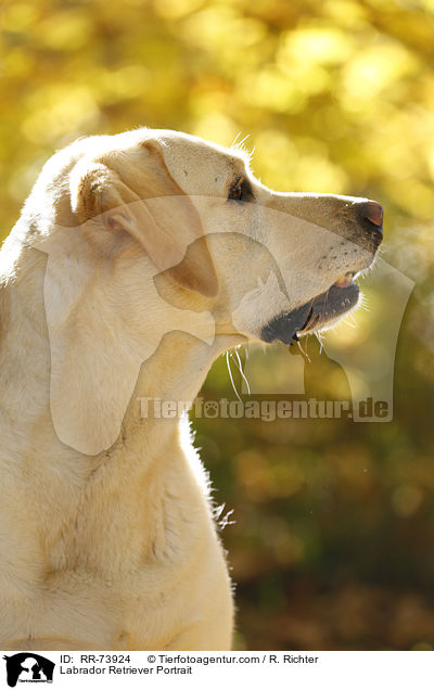 Labrador Retriever Portrait / Labrador Retriever Portrait / RR-73924