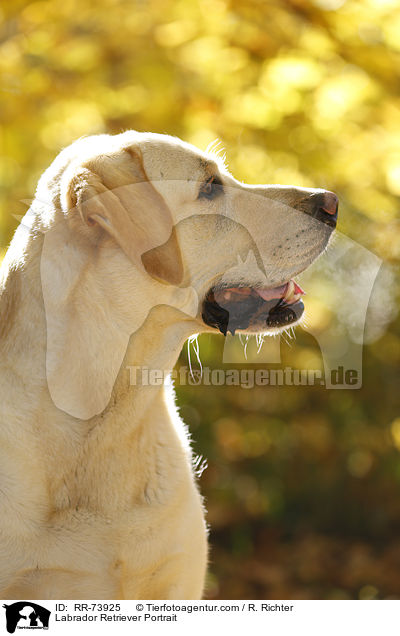 Labrador Retriever Portrait / Labrador Retriever Portrait / RR-73925