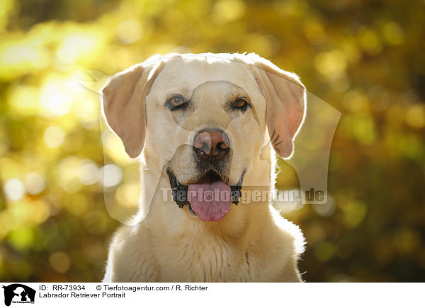 Labrador Retriever Portrait / Labrador Retriever Portrait / RR-73934