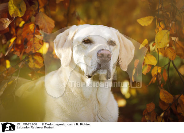 Labrador Retriever Portrait / Labrador Retriever Portrait / RR-73960