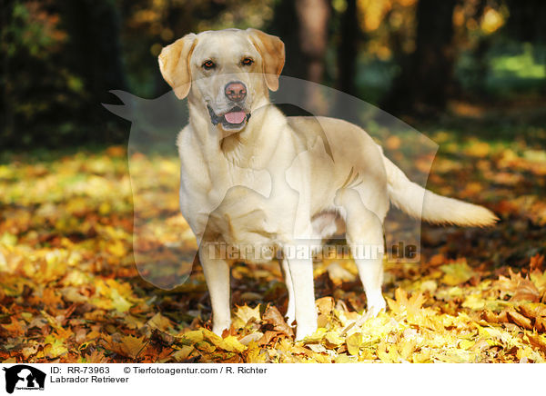 Labrador Retriever / Labrador Retriever / RR-73963