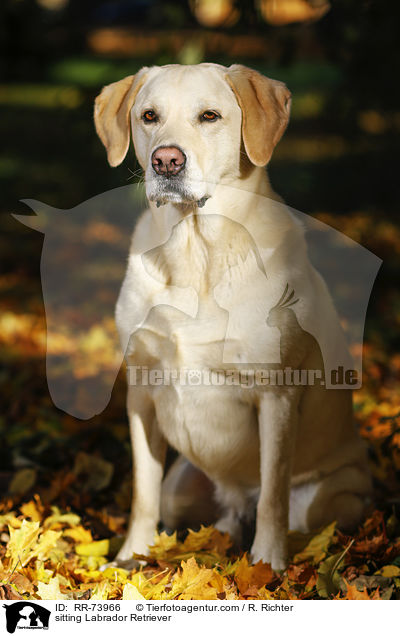 sitzender Labrador Retriever / sitting Labrador Retriever / RR-73966