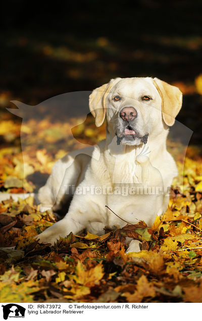 liegender Labrador Retriever / lying Labrador Retriever / RR-73972