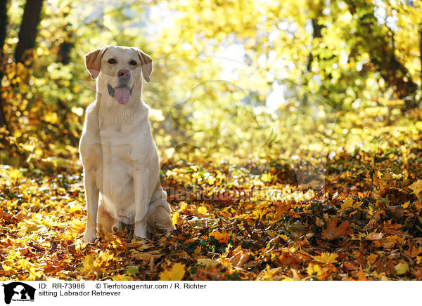 sitzender Labrador Retriever / sitting Labrador Retriever / RR-73986