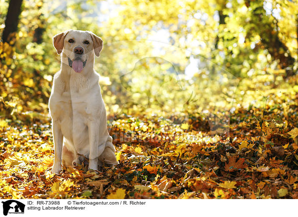 sitzender Labrador Retriever / sitting Labrador Retriever / RR-73988