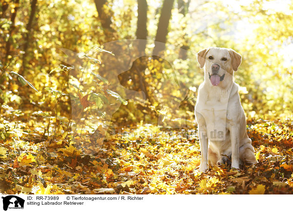 sitzender Labrador Retriever / sitting Labrador Retriever / RR-73989