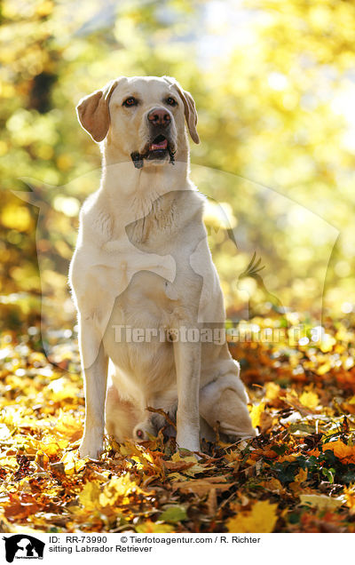 sitzender Labrador Retriever / sitting Labrador Retriever / RR-73990