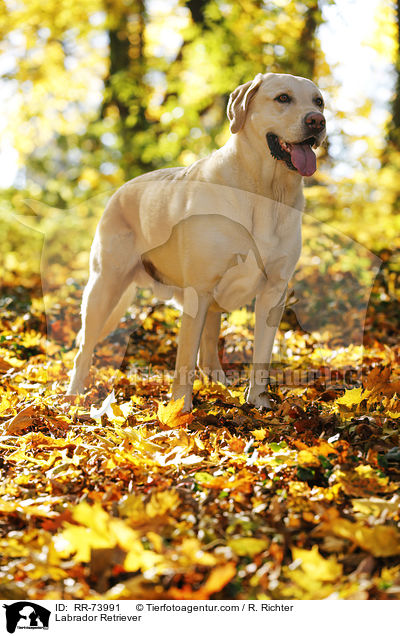 Labrador Retriever / Labrador Retriever / RR-73991