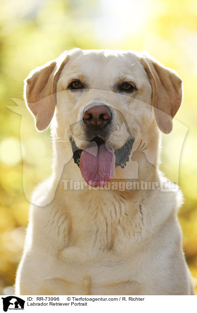 Labrador Retriever Portrait / Labrador Retriever Portrait / RR-73996