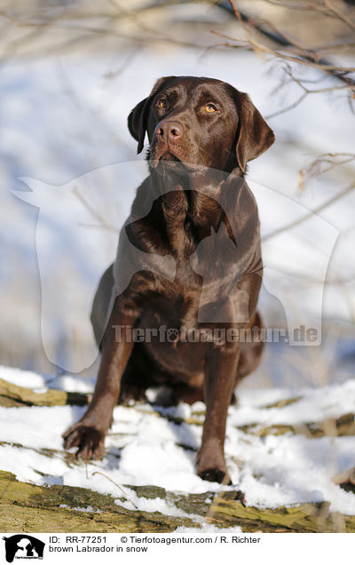 brauner Labrador im Schnee / brown Labrador in snow / RR-77251