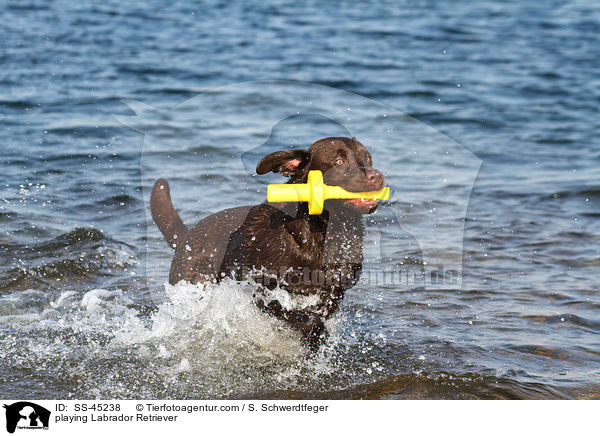 spielender Labrador Retriever / playing Labrador Retriever / SS-45238