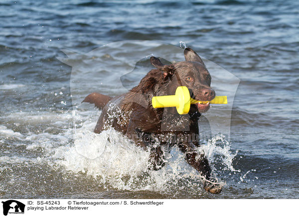 spielender Labrador Retriever / playing Labrador Retriever / SS-45243